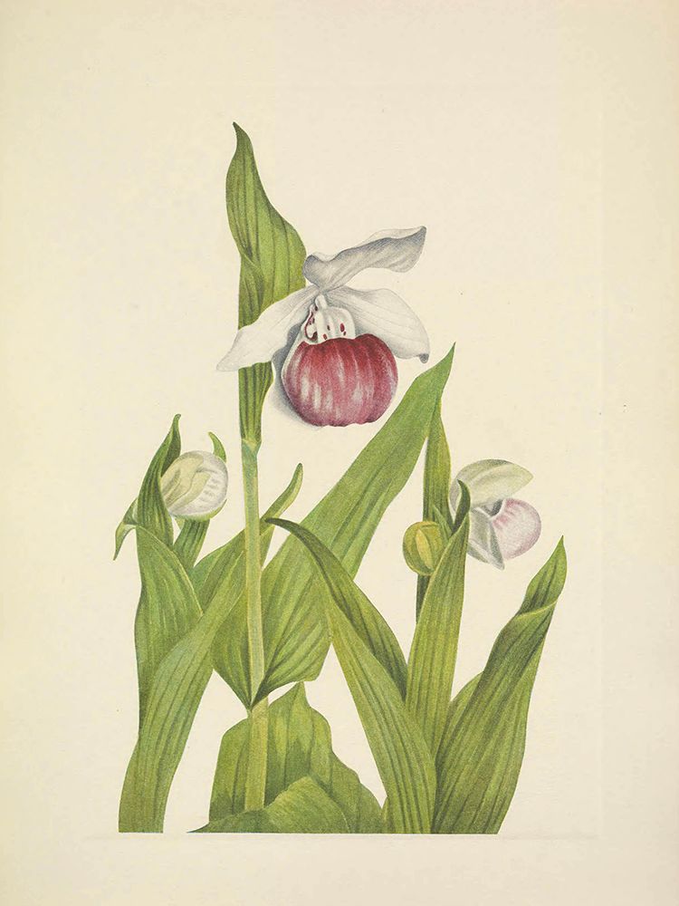 North American Wild Flowers 1925 - Showy Ladyslipper art print by Mary Walcott for $57.95 CAD
