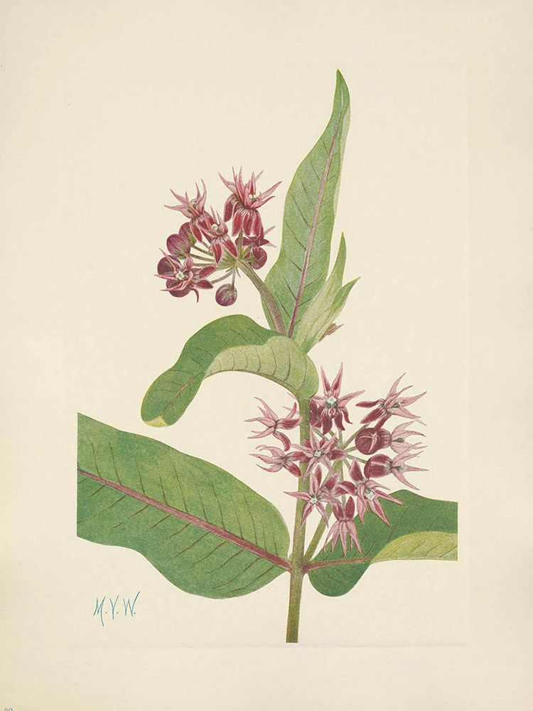 North American Wild Flowers 1925 - Showy Milkweed art print by Mary Walcott for $57.95 CAD