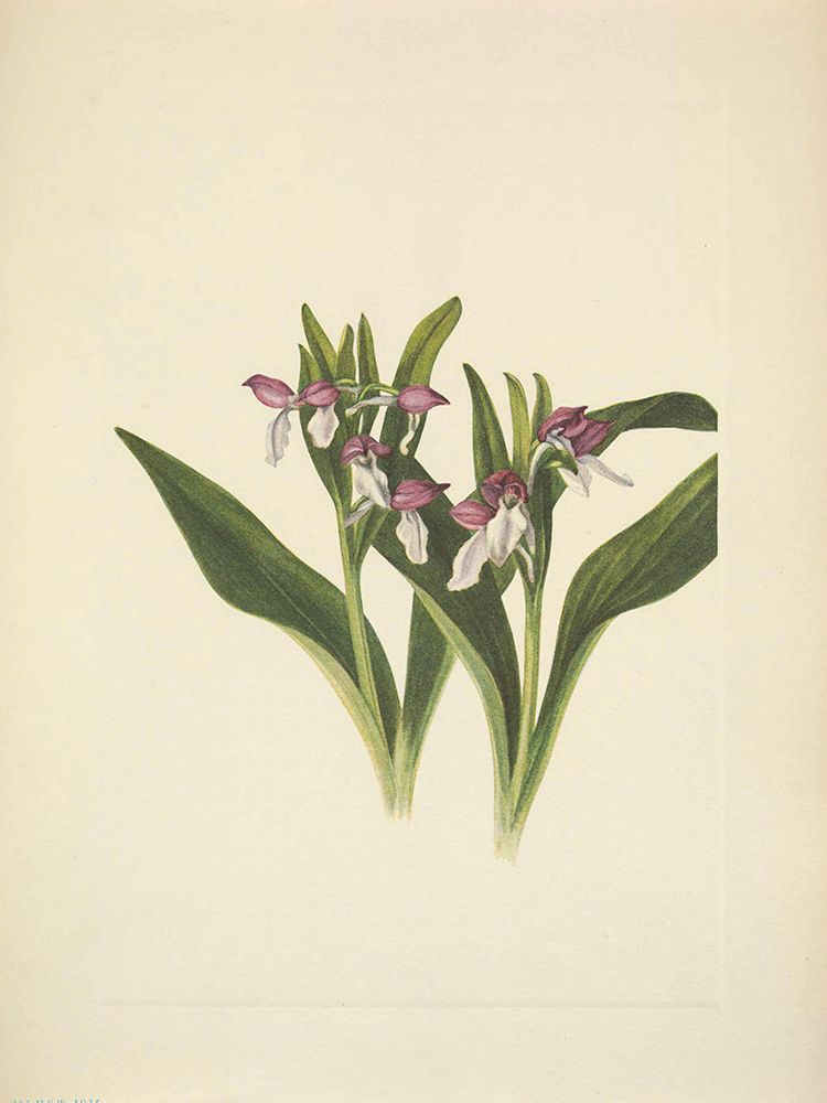 North American Wild Flowers 1925 - Showy Orchis art print by Mary Walcott for $57.95 CAD