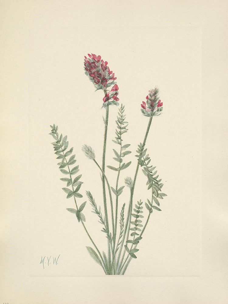 North American Wild Flowers 1925 - Showy Oxytrope art print by Mary Walcott for $57.95 CAD