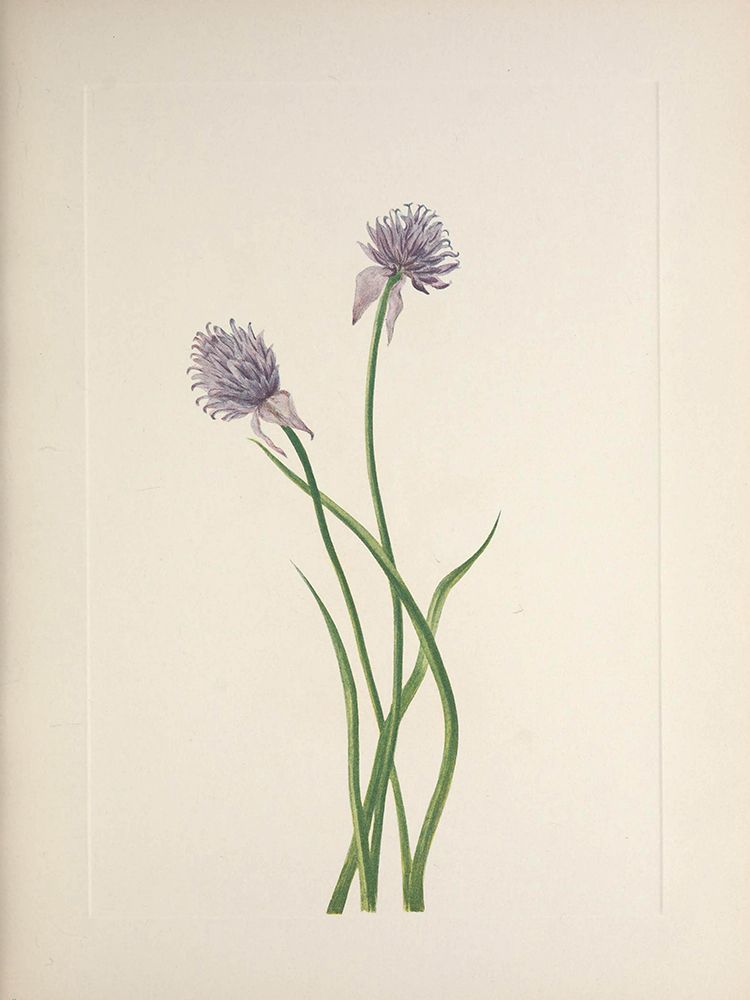 North American Wild Flowers 1925 - Siberian Onion art print by Mary Walcott for $57.95 CAD