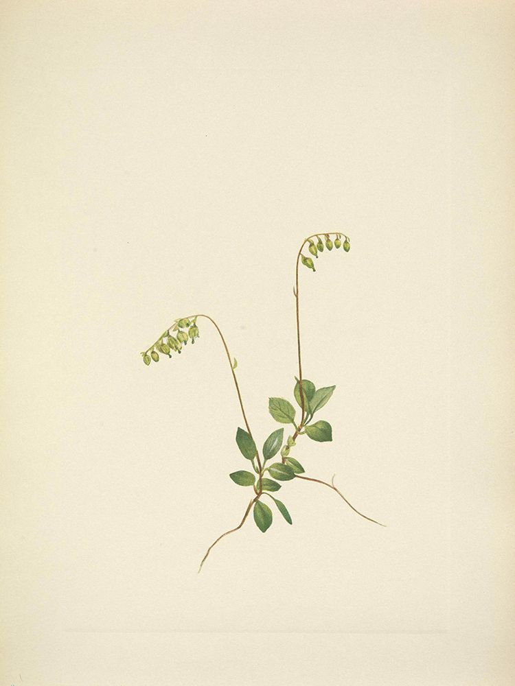 North American Wild Flowers 1925 - Sidebells Pyrola art print by Mary Walcott for $57.95 CAD