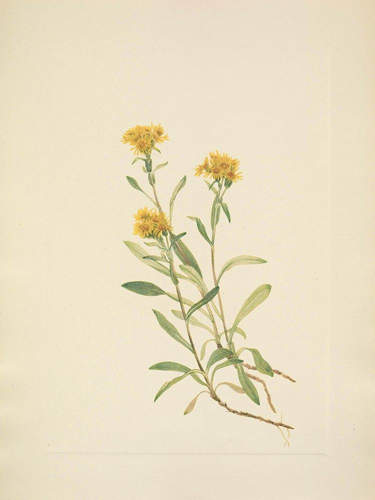 North American Wild Flowers 1925 - Sidesaddle Goldenrod art print by Mary Walcott for $57.95 CAD