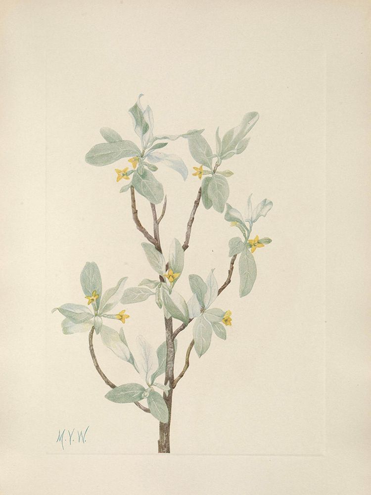 North American Wild Flowers 1925 - Silverberry flower art print by Mary Walcott for $57.95 CAD