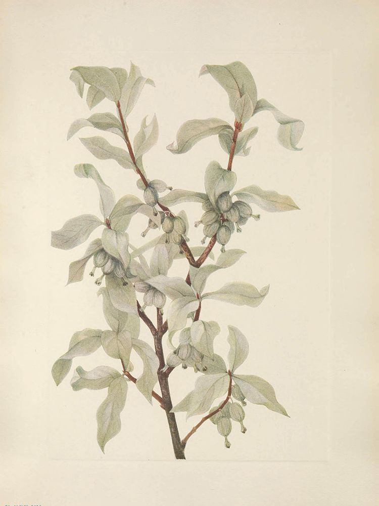 North American Wild Flowers 1925 - Silverberry fruit art print by Mary Walcott for $57.95 CAD