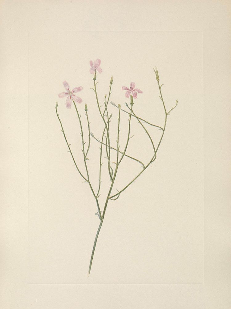 North American Wild Flowers 1925 - Skeletonflower art print by Mary Walcott for $57.95 CAD