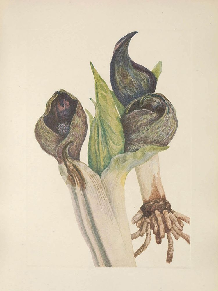 North American Wild Flowers 1925 - Skunkcabbage art print by Mary Walcott for $57.95 CAD