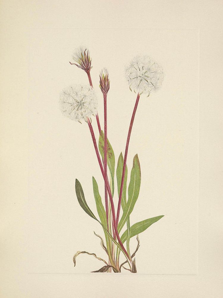 North American Wild Flowers 1925 - Slender Agoseris art print by Mary Walcott for $57.95 CAD
