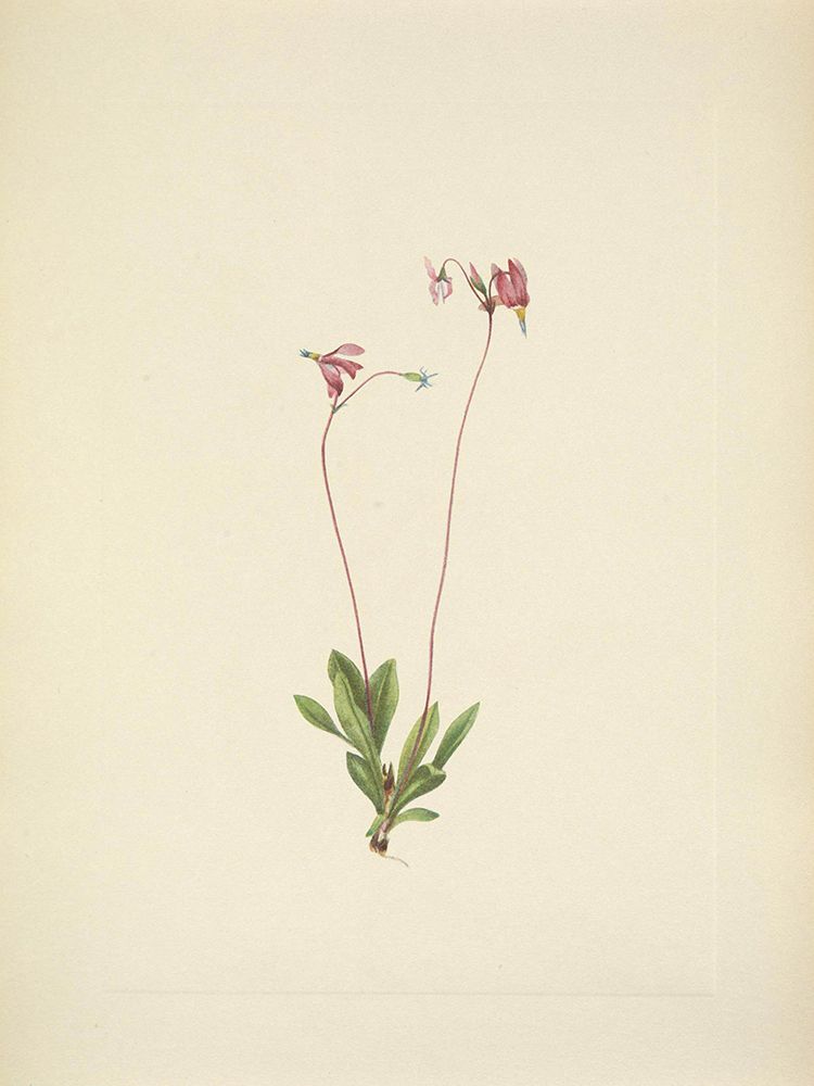 North American Wild Flowers 1925 - Slender Shootingstar art print by Mary Walcott for $57.95 CAD