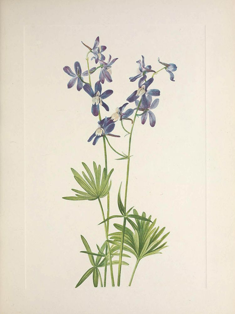 North American Wild Flowers 1925 - Slim Larkspur art print by Mary Walcott for $57.95 CAD