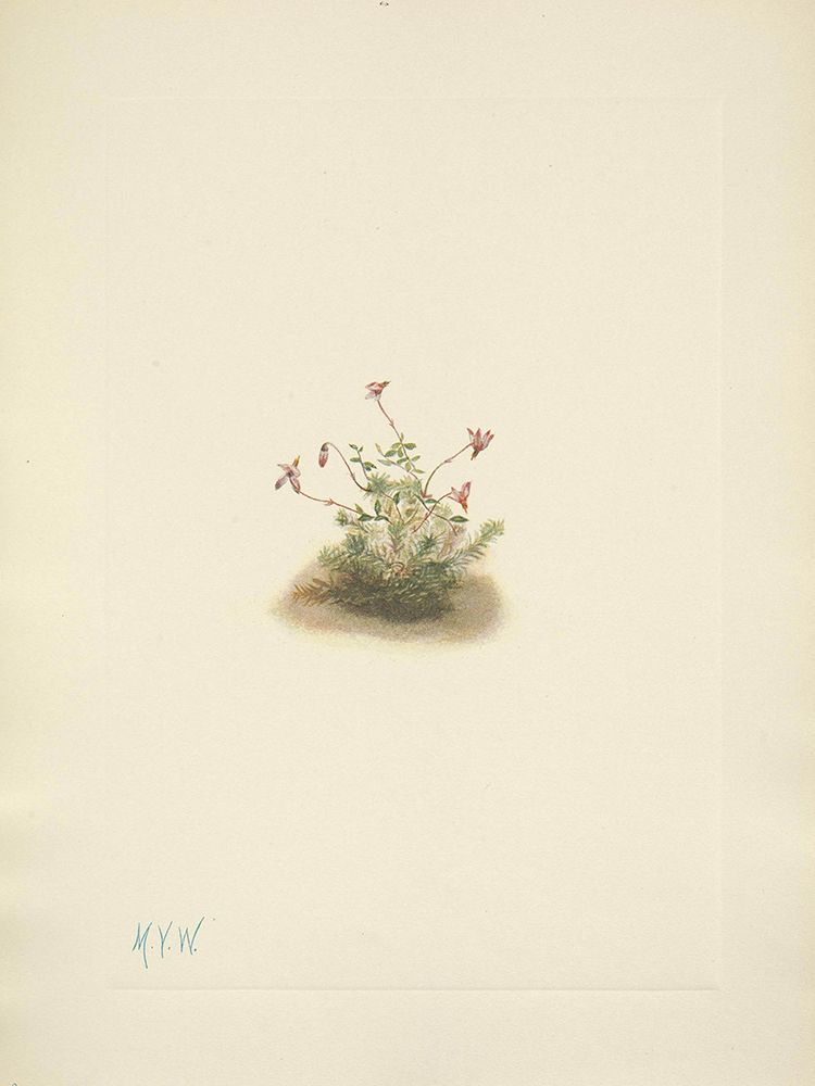 North American Wild Flowers 1925 - Small Cranberry art print by Mary Walcott for $57.95 CAD