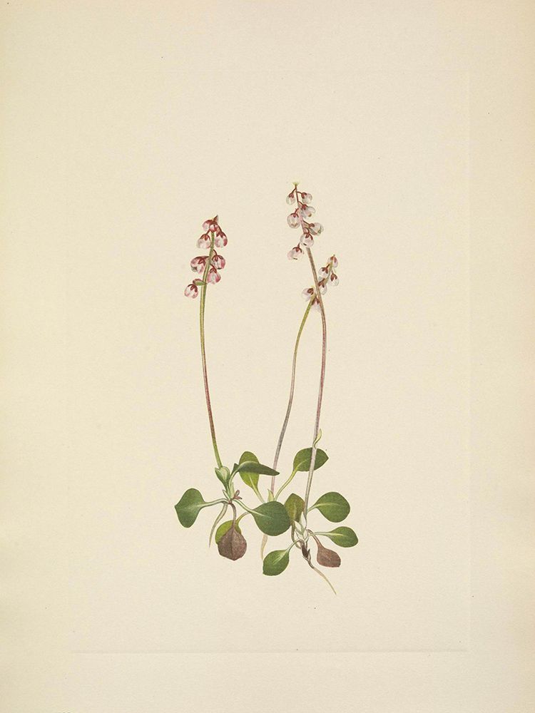 North American Wild Flowers 1925 - Small Pyrola art print by Mary Walcott for $57.95 CAD