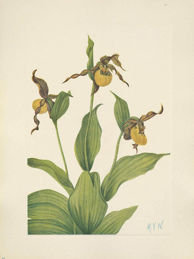 North American Wild Flowers 1925 - Small Yellow Ladyslipper art print by Mary Walcott for $57.95 CAD