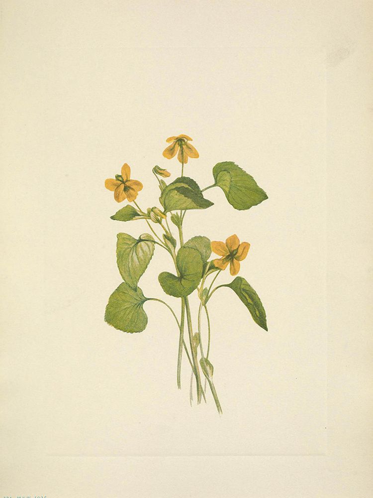 North American Wild Flowers 1925 - Smooth Yellow Violet art print by Mary Walcott for $57.95 CAD