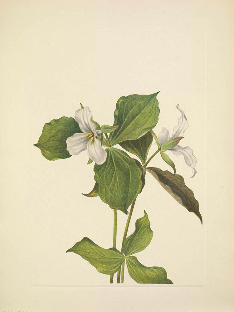 North American Wild Flowers 1925 - Snow Trillium art print by Mary Walcott for $57.95 CAD