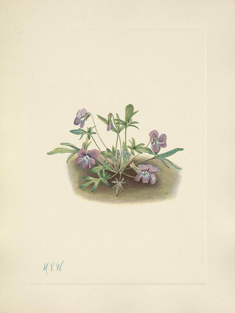 North American Wild Flowers 1925 - Southern Coast Violet art print by Mary Walcott for $57.95 CAD