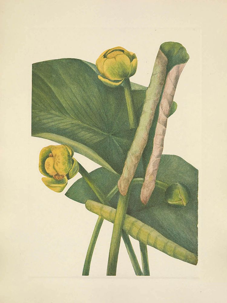 North American Wild Flowers 1925 - Spatterdock art print by Mary Walcott for $57.95 CAD