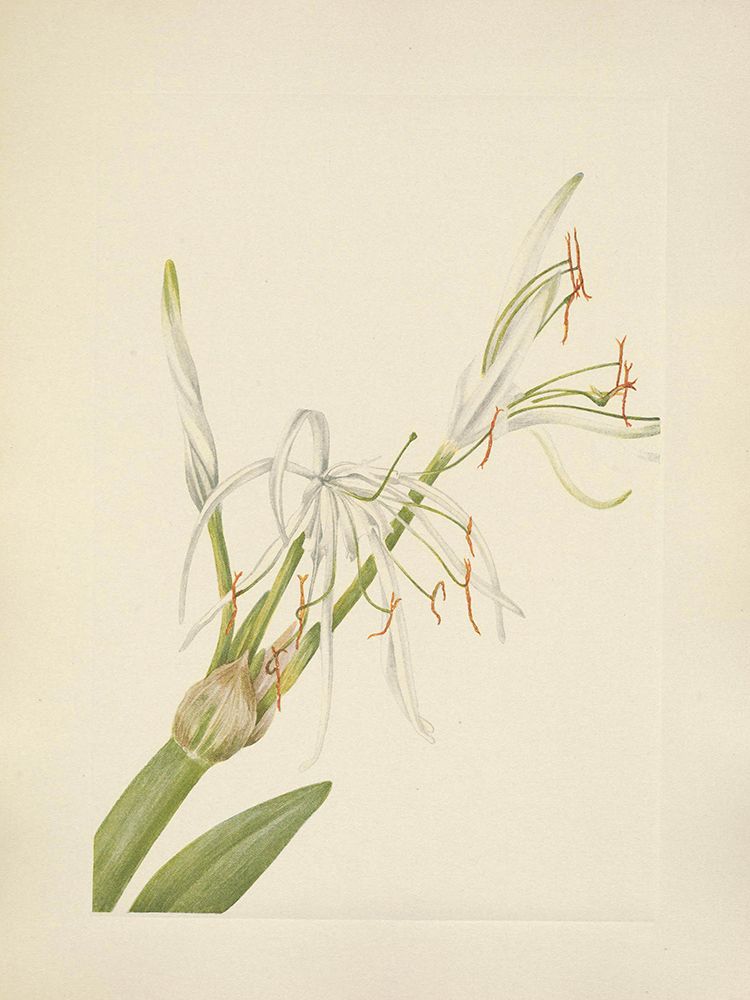 North American Wild Flowers 1925 - Spiderlily art print by Mary Walcott for $57.95 CAD