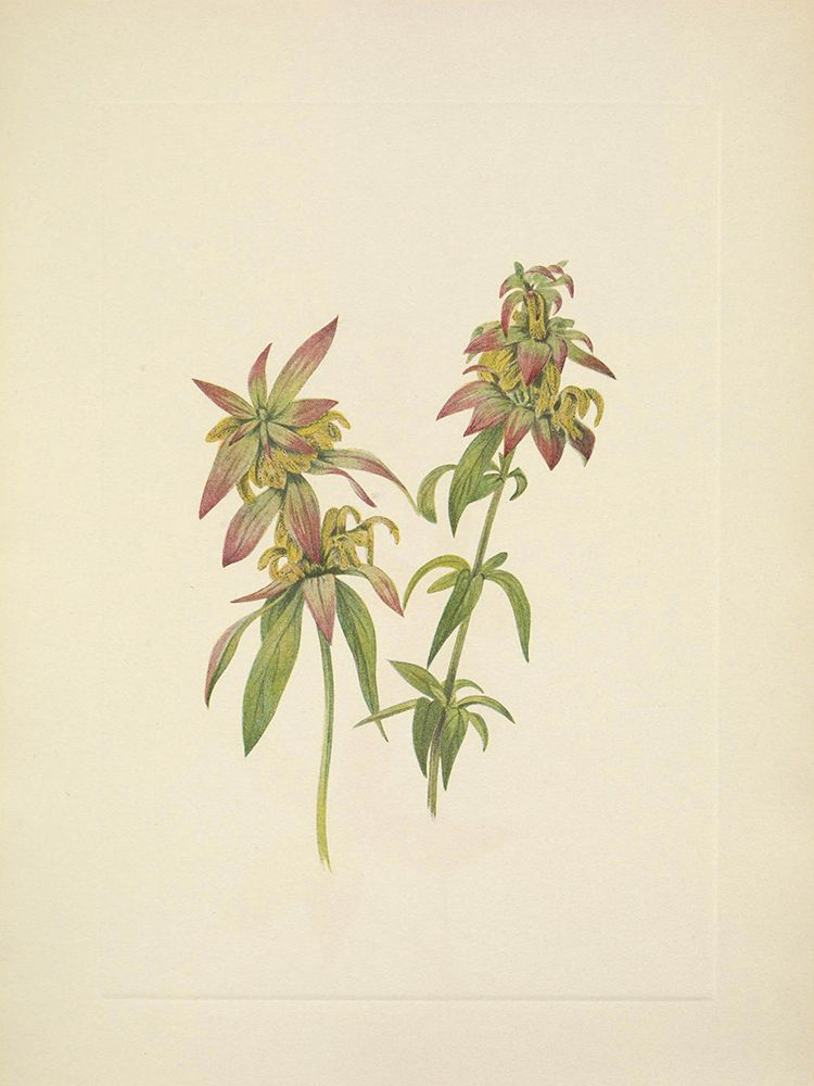 North American Wild Flowers 1925 - Spotted Beebalm art print by Mary Walcott for $57.95 CAD