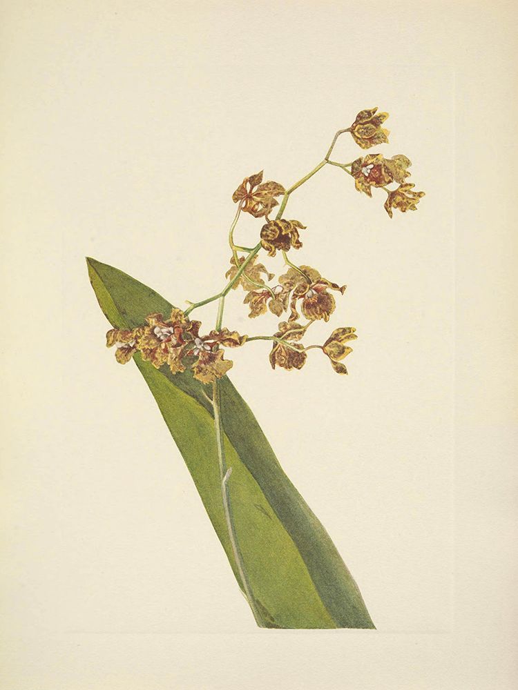 North American Wild Flowers 1925 - Spotted Cyrtopodium art print by Mary Walcott for $57.95 CAD
