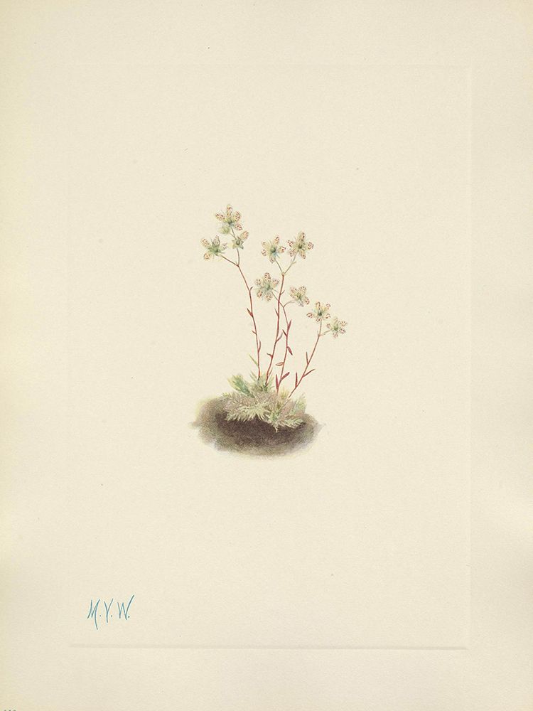 North American Wild Flowers 1925 - Spotted Saxifrage art print by Mary Walcott for $57.95 CAD
