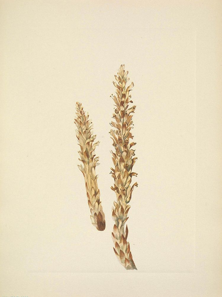 North American Wild Flowers 1925 - Squawroot art print by Mary Walcott for $57.95 CAD