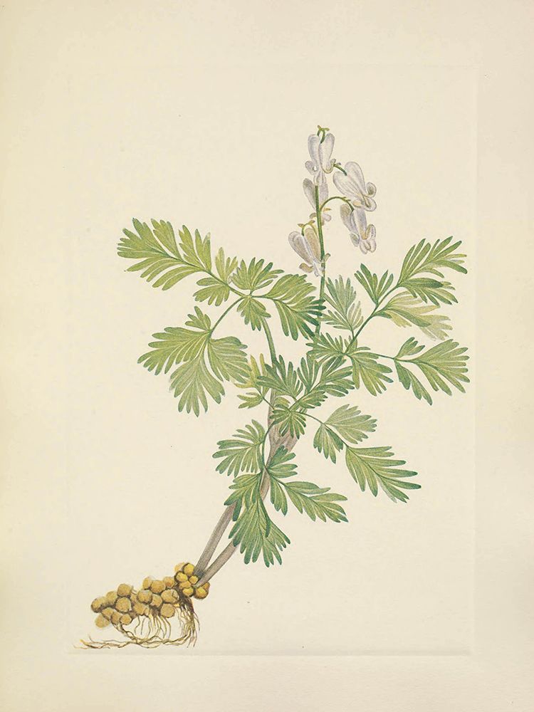 North American Wild Flowers 1925 - Squirrelcorn art print by Mary Walcott for $57.95 CAD