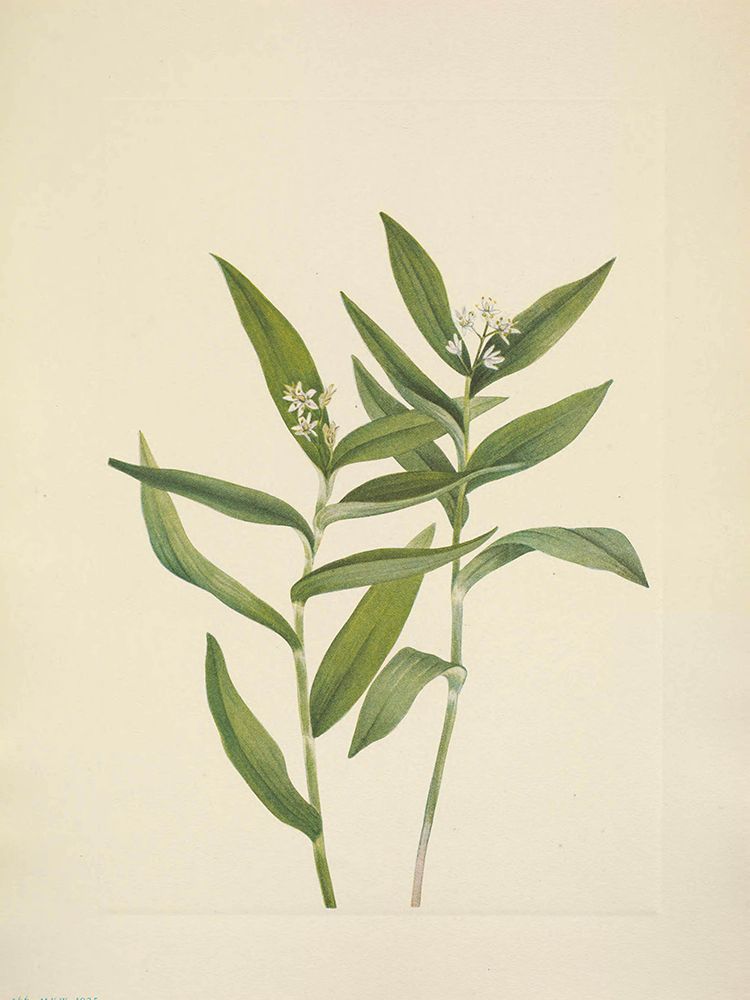 North American Wild Flowers 1925 - Star Solomonplume art print by Mary Walcott for $57.95 CAD