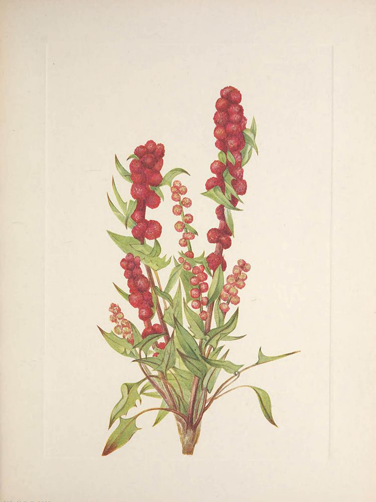 North American Wild Flowers 1925 - Strawberry-blite art print by Mary Walcott for $57.95 CAD