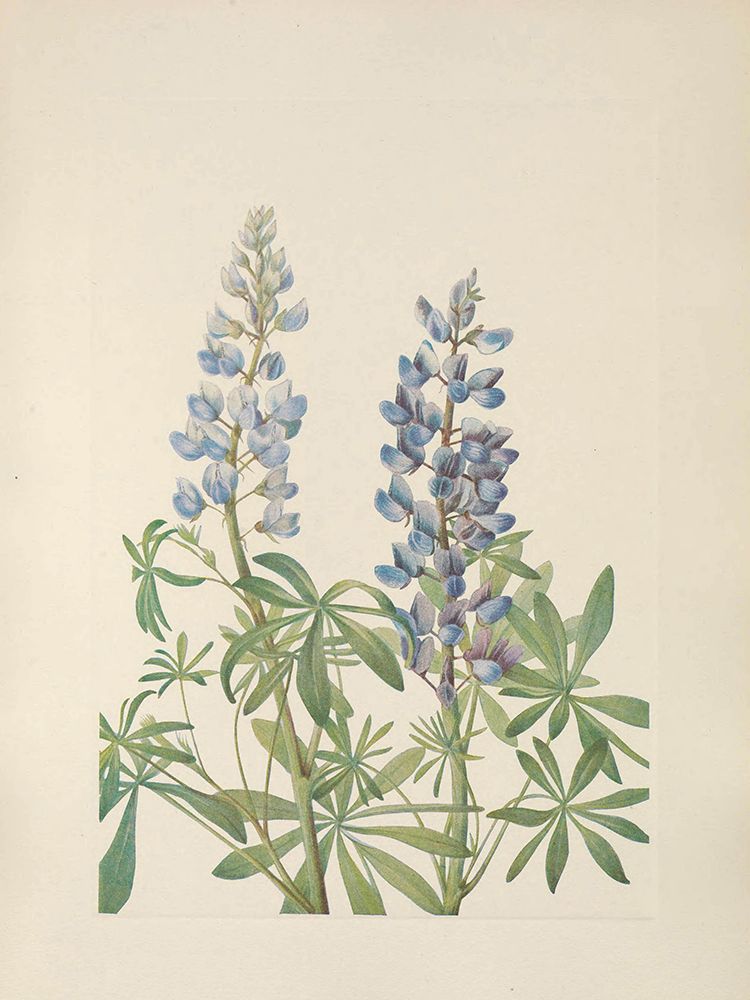 North American Wild Flowers 1925 - Sundial Lupine art print by Mary Walcott for $57.95 CAD