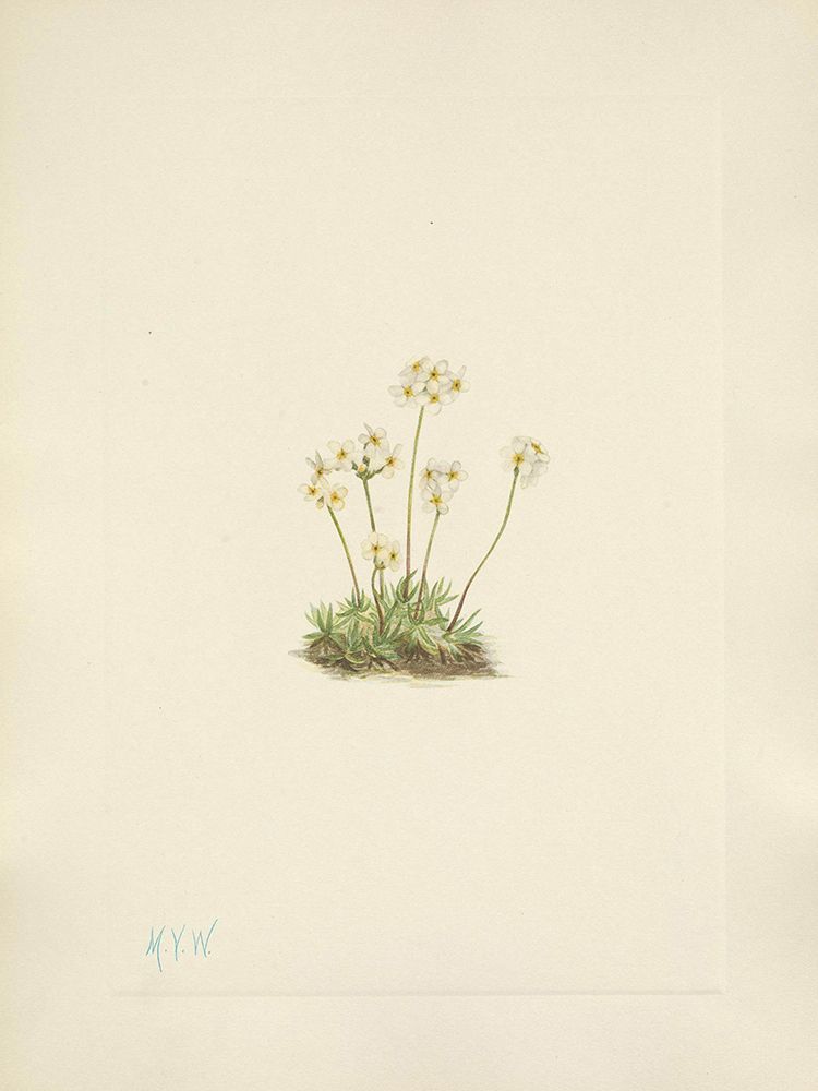 North American Wild Flowers 1925 - Sweet Androsace art print by Mary Walcott for $57.95 CAD