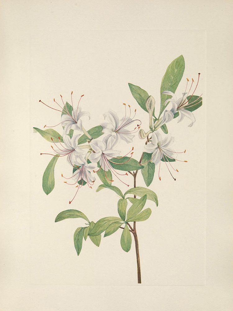 North American Wild Flowers 1925 - Sweet Azalea art print by Mary Walcott for $57.95 CAD