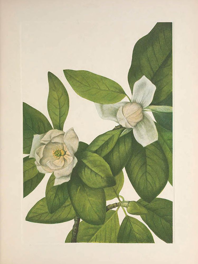 North American Wild Flowers 1925 - Sweet Bay art print by Mary Walcott for $57.95 CAD
