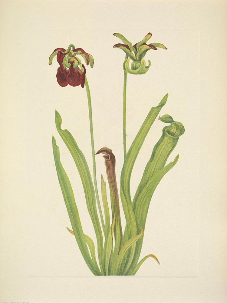 North American Wild Flowers 1925 - Sweet Pitcherplant art print by Mary Walcott for $57.95 CAD
