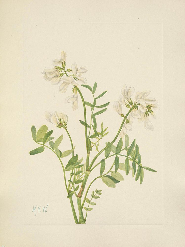 North American Wild Flowers 1925 - Sweetvetch art print by Mary Walcott for $57.95 CAD