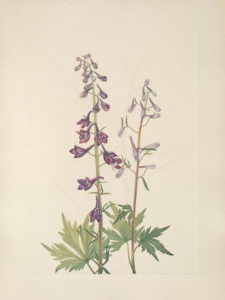 North American Wild Flowers 1925 - Tall Larkspur art print by Mary Walcott for $57.95 CAD