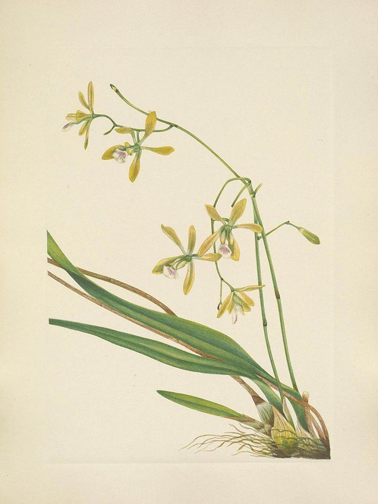 North American Wild Flowers 1925 - Tampa Epidendrum art print by Mary Walcott for $57.95 CAD