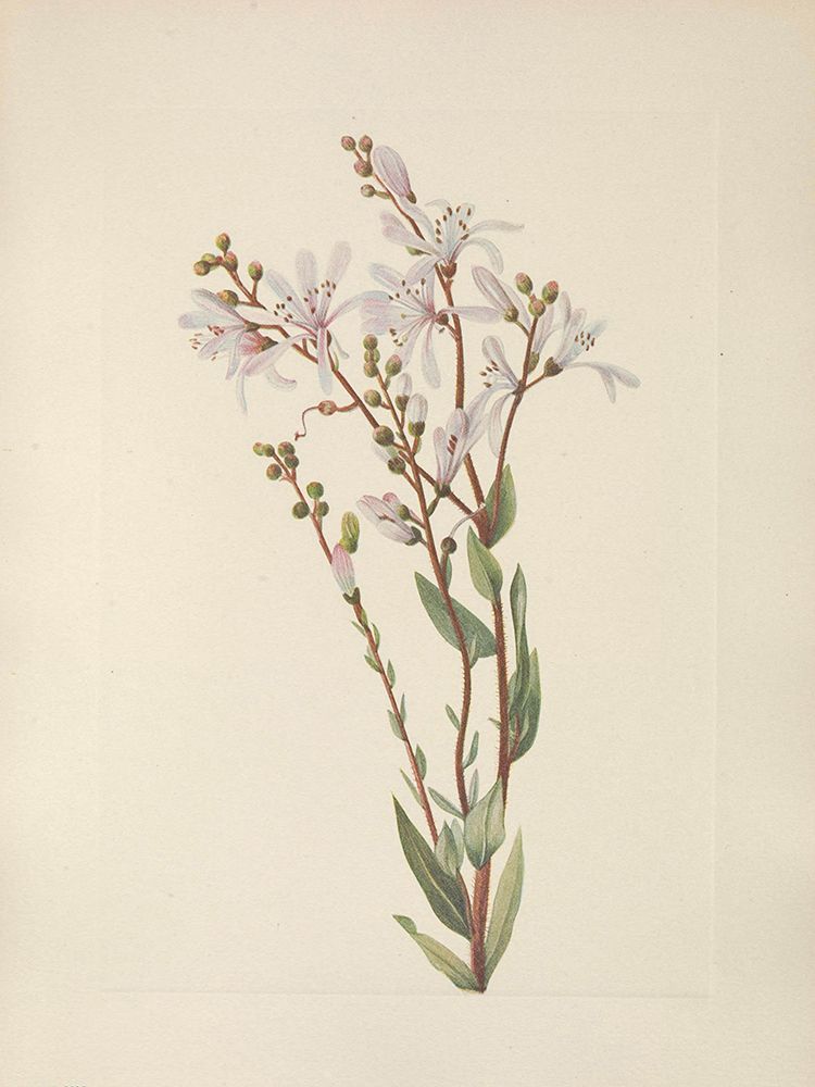 North American Wild Flowers 1925 - Tarflower art print by Mary Walcott for $57.95 CAD