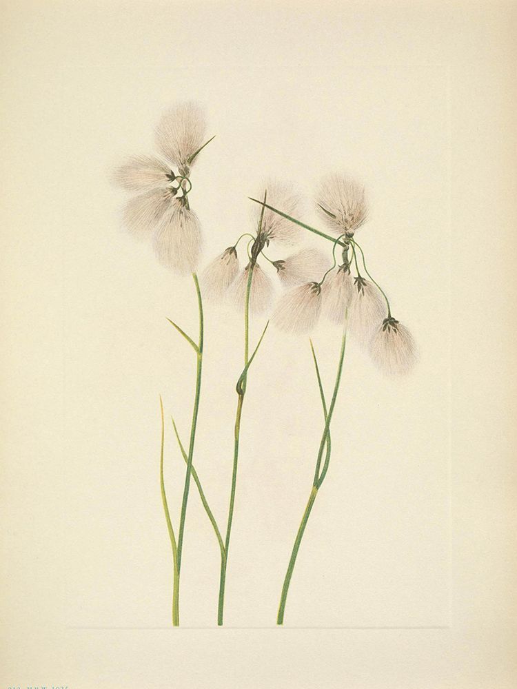 North American Wild Flowers 1925 - Tassel Cottongrass art print by Mary Walcott for $57.95 CAD
