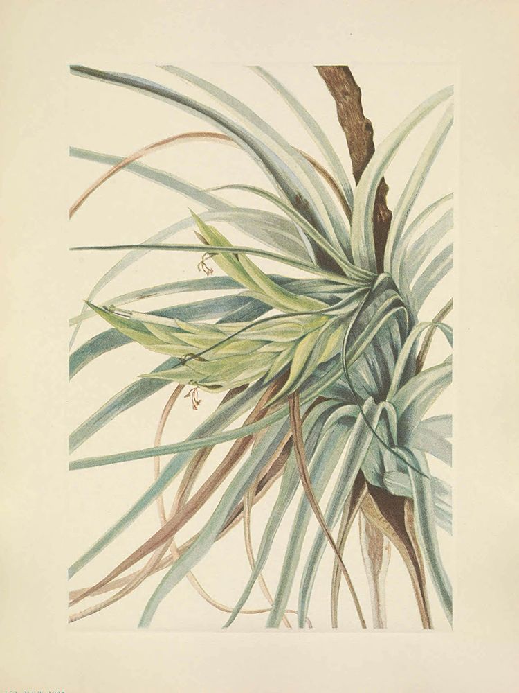 North American Wild Flowers 1925 - Tillandsia art print by Mary Walcott for $57.95 CAD
