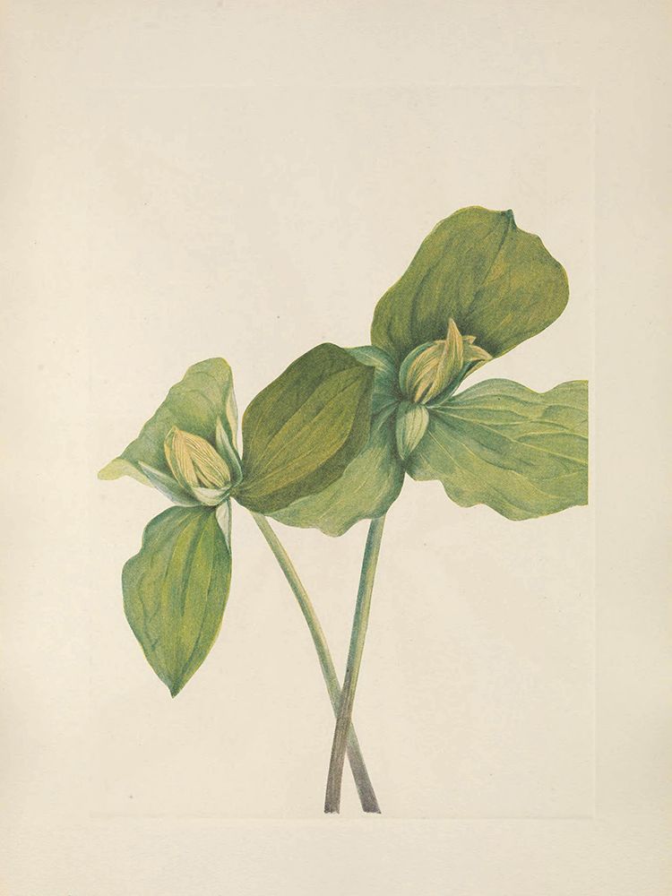 North American Wild Flowers 1925 - Toad Trillium art print by Mary Walcott for $57.95 CAD