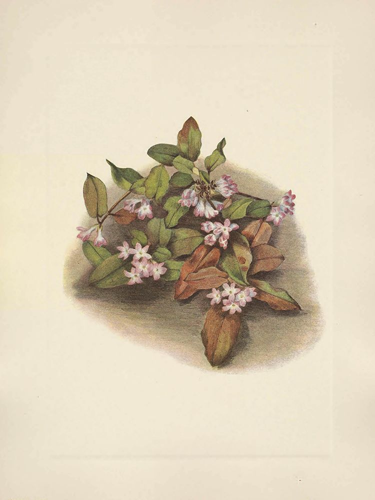 North American Wild Flowers 1925 - Trailing Arbutus art print by Mary Walcott for $57.95 CAD