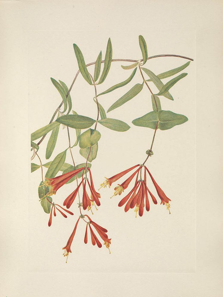 North American Wild Flowers 1925 - Trumpet Honeysuckle art print by Mary Walcott for $57.95 CAD