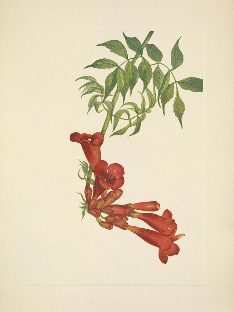 North American Wild Flowers 1925 - Trumpetcreeper art print by Mary Walcott for $57.95 CAD