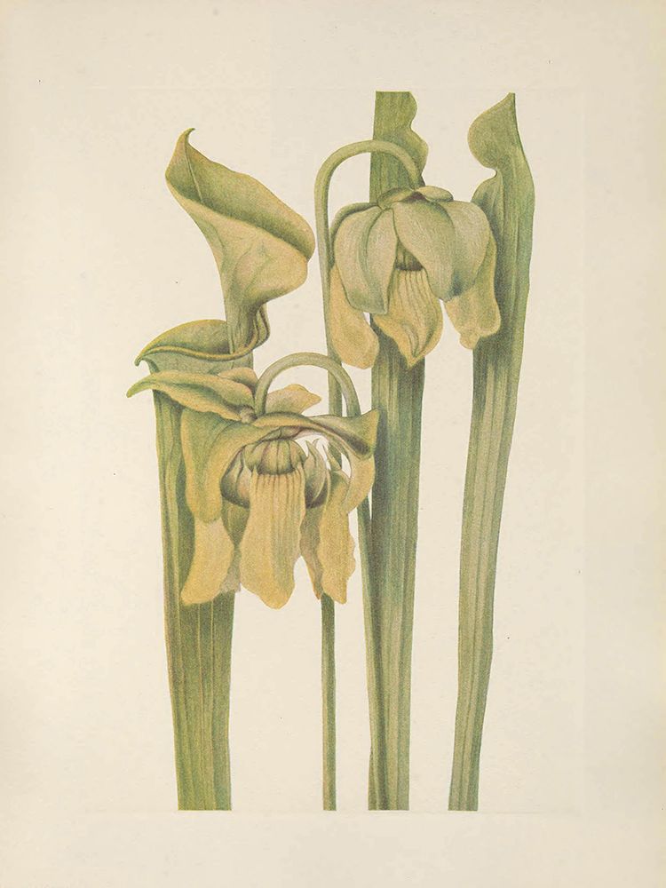 North American Wild Flowers 1925 - Trumpetleaf art print by Mary Walcott for $57.95 CAD