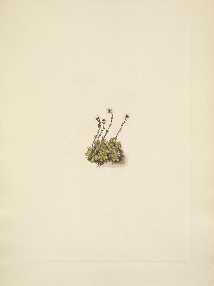 North American Wild Flowers 1925 - Tufted Saxifrage art print by Mary Walcott for $57.95 CAD