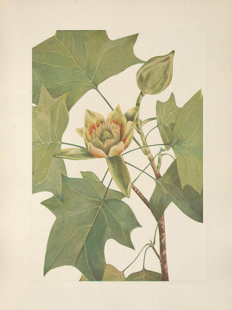 North American Wild Flowers 1925 - Tuliptree art print by Mary Walcott for $57.95 CAD
