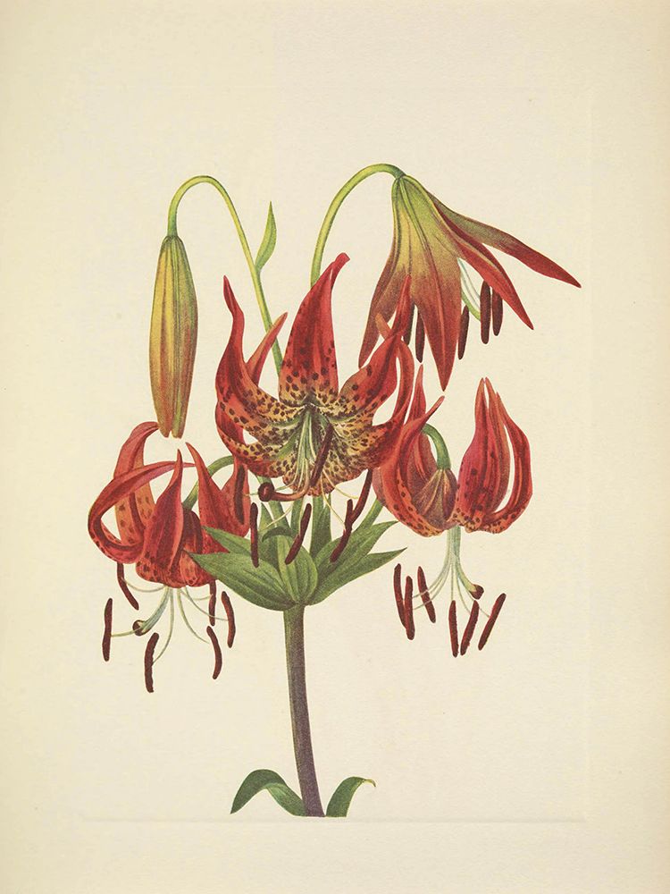 North American Wild Flowers 1925 - Turkscap Lily art print by Mary Walcott for $57.95 CAD