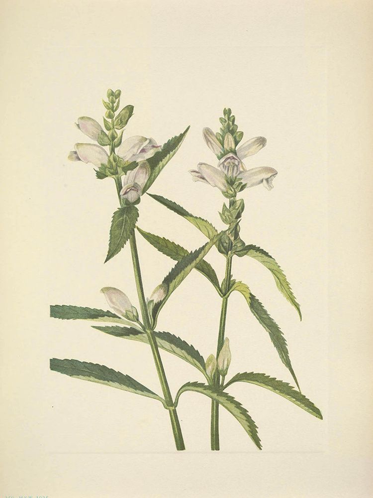 North American Wild Flowers 1925 - Turtlehead art print by Mary Walcott for $57.95 CAD