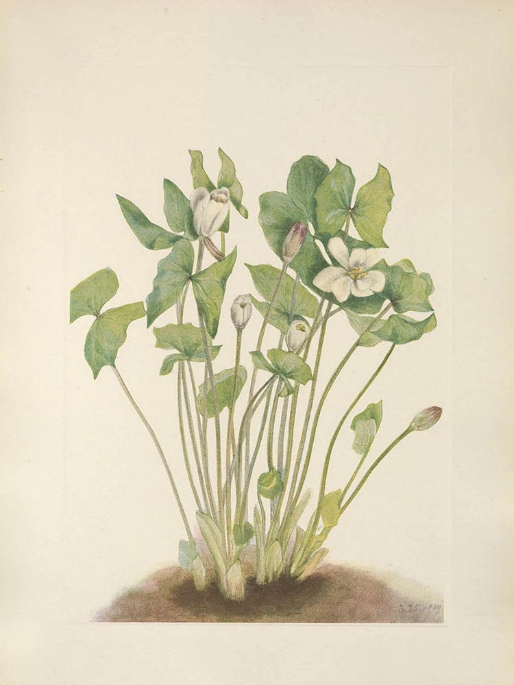 North American Wild Flowers 1925 - Twinleaf art print by Mary Walcott for $57.95 CAD